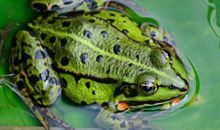 描写青蛙的句子