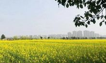 漫山遍野油菜花花开的说说