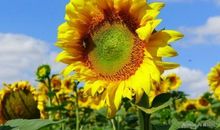 有关向日葵名言