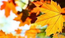 秋天的短句子大全