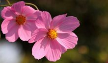 把每一天当成最后一天的说说