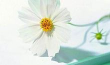 七夕情人节浪漫情话