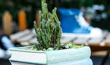 书中描写亲情的句子