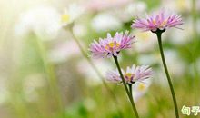 表示春天很美的句子 描写春意正浓的句子