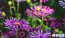 意境绝美的句子 意境空灵的唯美句子