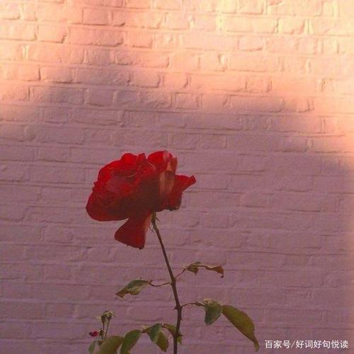 它已经消失了