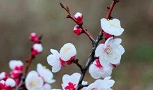 描写春风的古诗词 诗词中含有春风的诗句