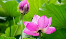 关于莲花的比喻句