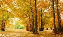 关于银杏树的优美句子