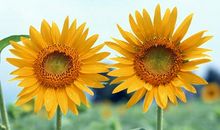 希望一觉醒来什么都过去了的说说