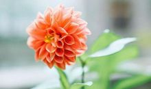 亲情和孝顺的句子