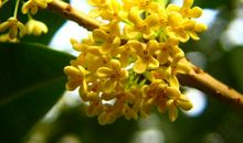 桂花的唯美句子