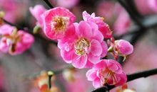 关于腊梅的优美句子