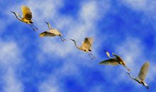 描写鸟儿的诗句