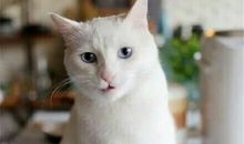 想骂人又不想让人看出来的说说