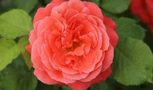 关于月季花的优美句子