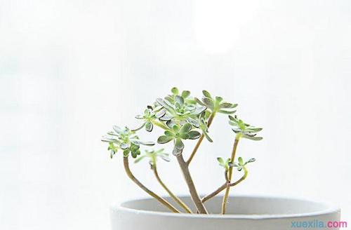 关于植物的英语谚语 0