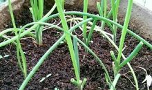 阳台上种葱的说说 自己种的葱说说