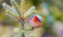 小学生植树节宣传语 小朋友植树节宣传标语