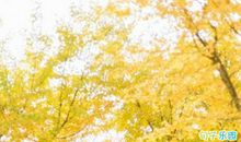 村上春树说过最经典的一句话 村上春树作品里的经典名句