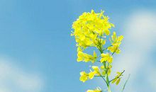 短信礼貌问候语