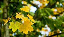 珍惜彼此感情的句子亲情