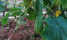 自己种黄瓜发朋友圈说说