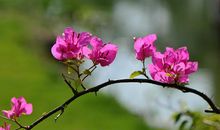 适合亲情的短句子