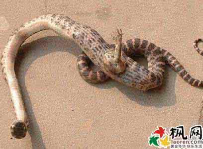  梦想杀死Python