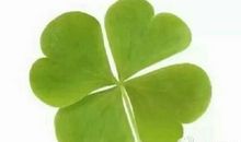 四叶草经典语录