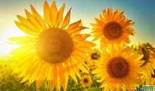 心向阳光正能量的句子