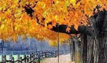 有关亲情之间爱的句子