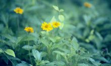 写浓浓亲情的句子