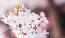 有关亲情的优美的短落句子