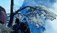 描写青松的古诗句