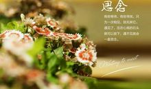 关于思念的诗句