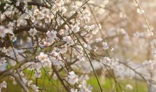 描写春天让人开心的句子