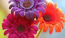 关于早安问候的句子