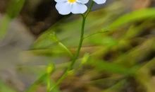 夏季太热了描述心静的句子