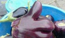 内涵段子搞笑段子：失败并不可怕，可怕的是你还相信这句话