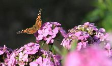 让男友很开心句子