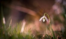 保护环境的标语宣传语手抄报