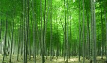 描写竹子的句子