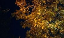 适合夜跑的说说 适合跑步发朋友圈的短句