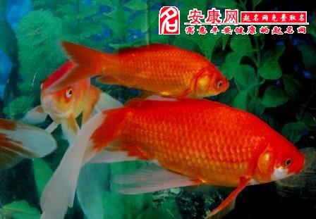   鱿鱼梦见