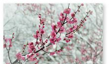 描写冬天梅花的段落