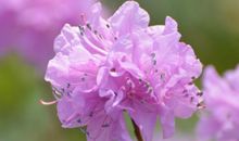 描写花美的成语