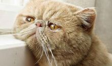 搞笑句子大全：自拍这东西，三分天注定，七分靠滤镜