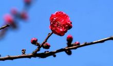 描写春花的句子大全