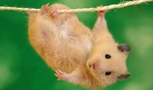 经典搞笑的一句话：严重怀疑月老把我的红绳拿去织秋裤了